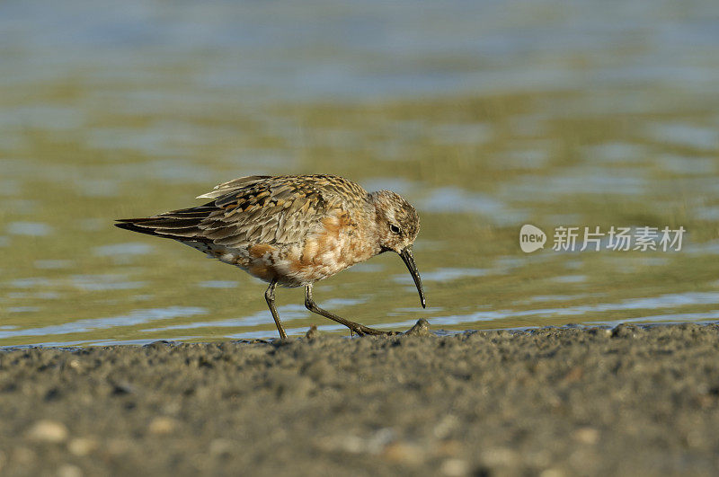 鸻鹬(Caladris ferruginea)